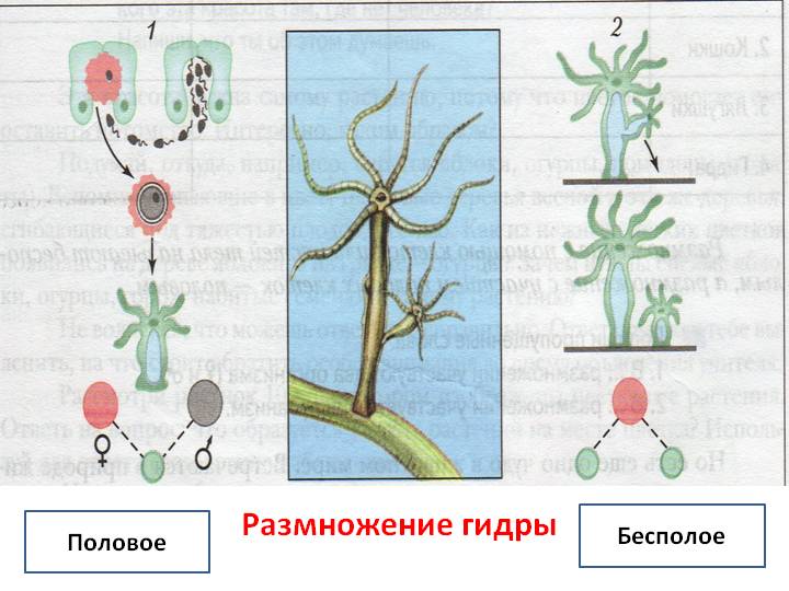 Как попасть на сайт кракен